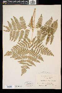 Pteridium aquilinum var. latiusculum image