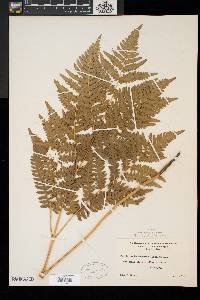 Pteridium aquilinum var. latiusculum image