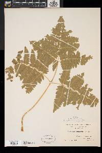 Pteridium aquilinum var. latiusculum image