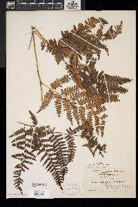 Pteridium aquilinum var. latiusculum image