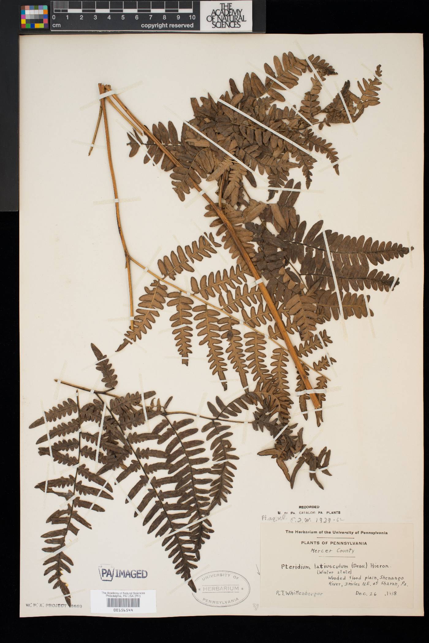 Pteridium aquilinum var. latiusculum image