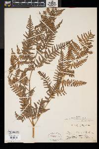 Pteridium aquilinum var. latiusculum image