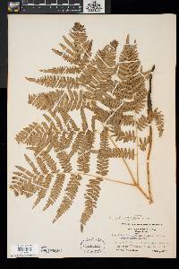 Pteridium aquilinum var. latiusculum image