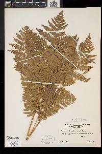 Pteridium aquilinum var. latiusculum image