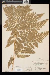 Pteridium aquilinum var. latiusculum image