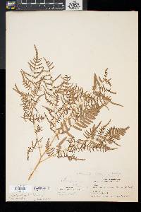 Pteridium aquilinum var. latiusculum image