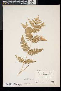 Pteridium aquilinum var. latiusculum image