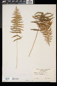 Thelypteris palustris image