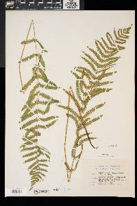 Thelypteris palustris image