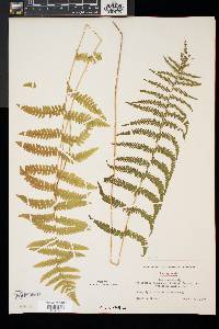 Thelypteris palustris var. pubescens image