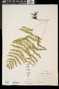 Thelypteris palustris var. pubescens image