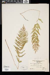 Thelypteris palustris var. pubescens image