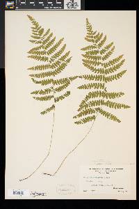 Thelypteris palustris var. pubescens image