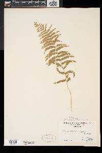 Thelypteris palustris var. pubescens image