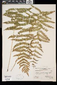 Thelypteris palustris var. pubescens image