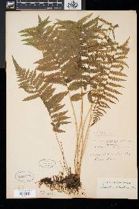 Thelypteris simulata image