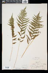 Thelypteris simulata image