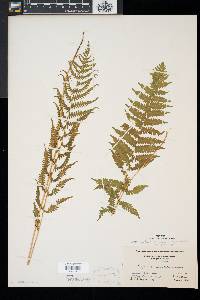 Thelypteris simulata image