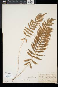 Thelypteris simulata image