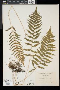 Thelypteris simulata image