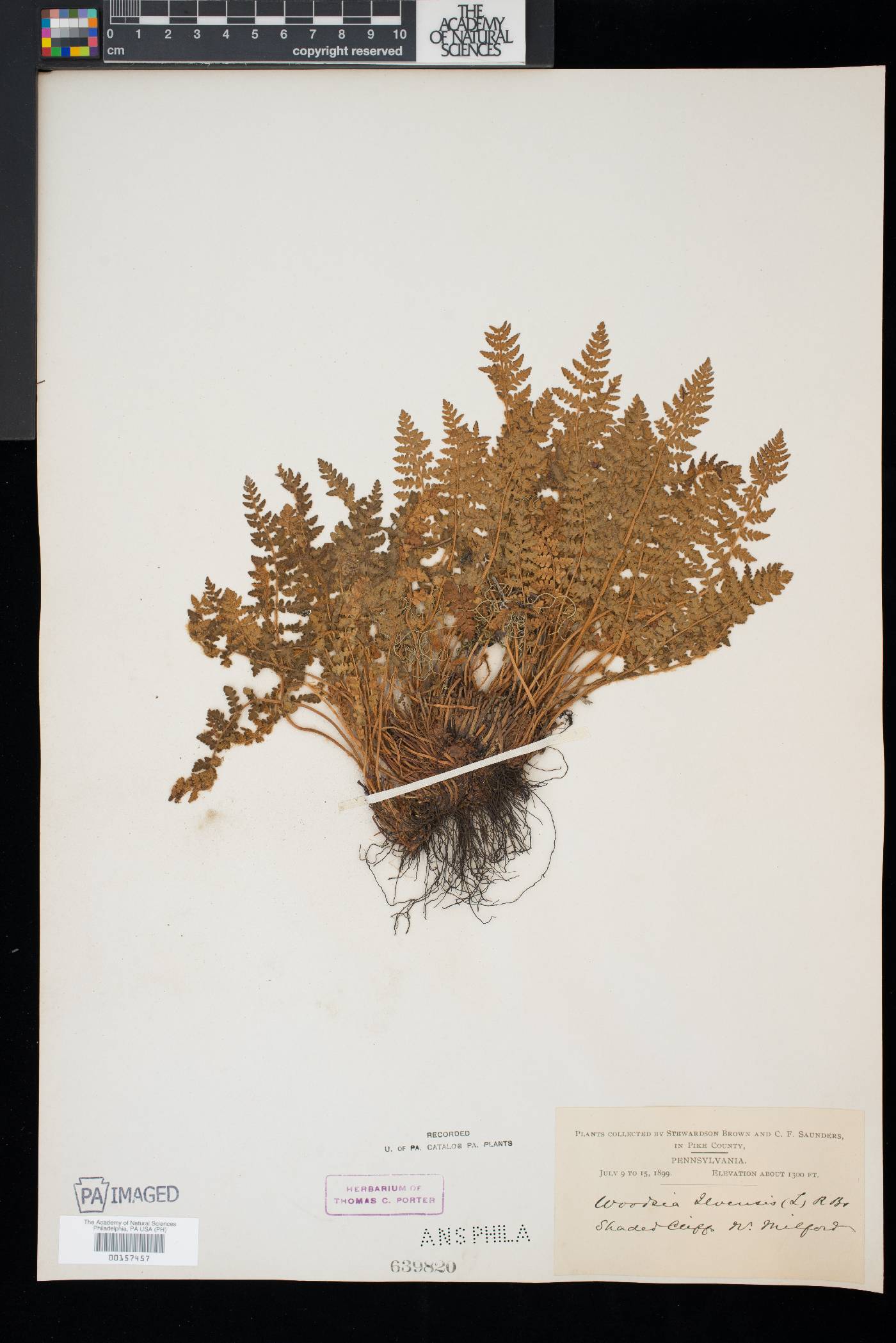 Woodsia ilvensis image