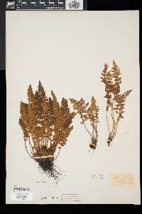 Woodsia ilvensis image