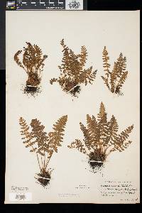 Woodsia ilvensis image