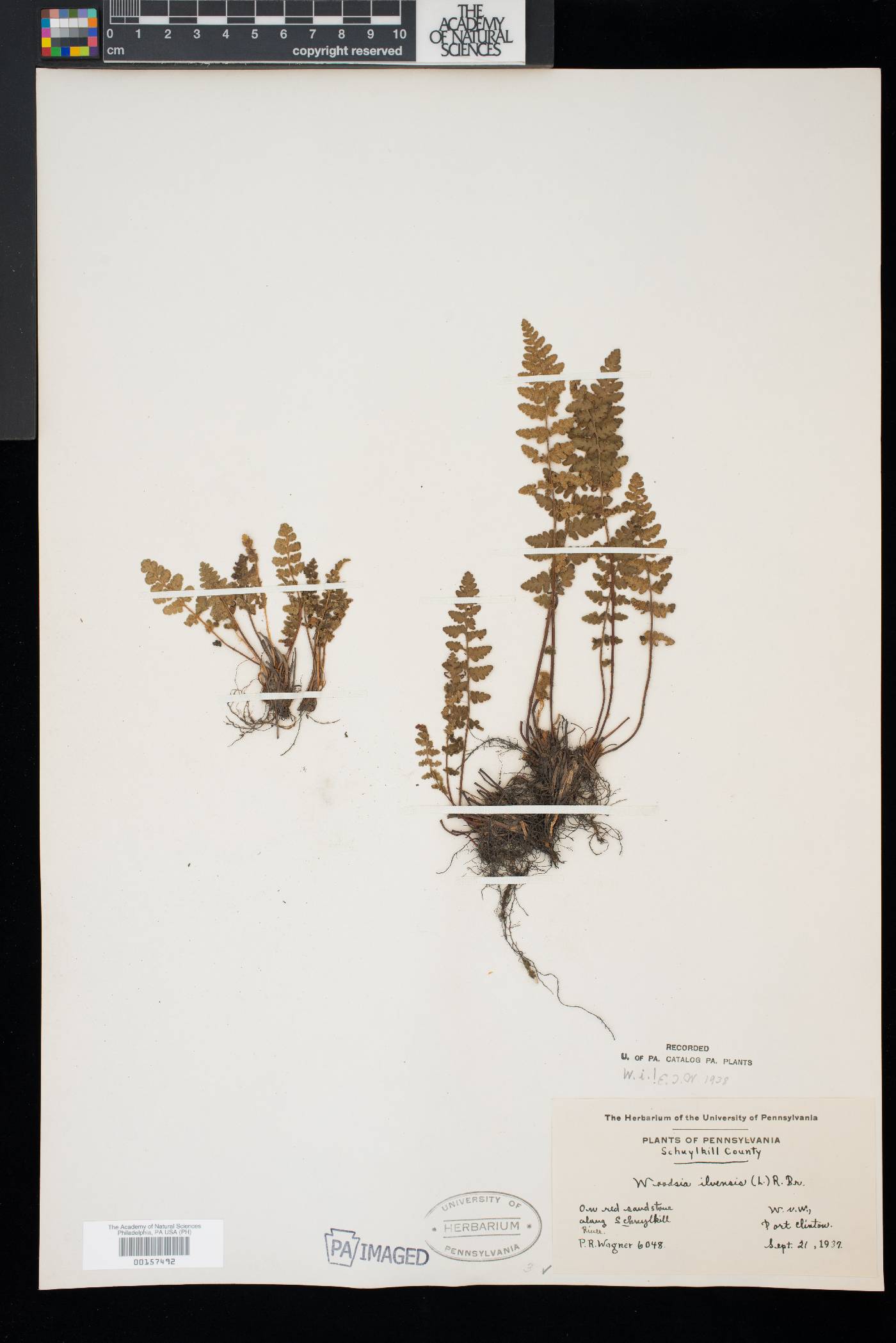 Woodsia ilvensis image