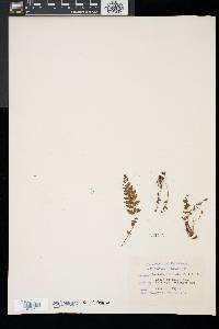 Woodsia ilvensis image