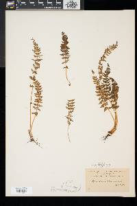 Woodsia ilvensis image