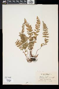 Woodsia ilvensis image