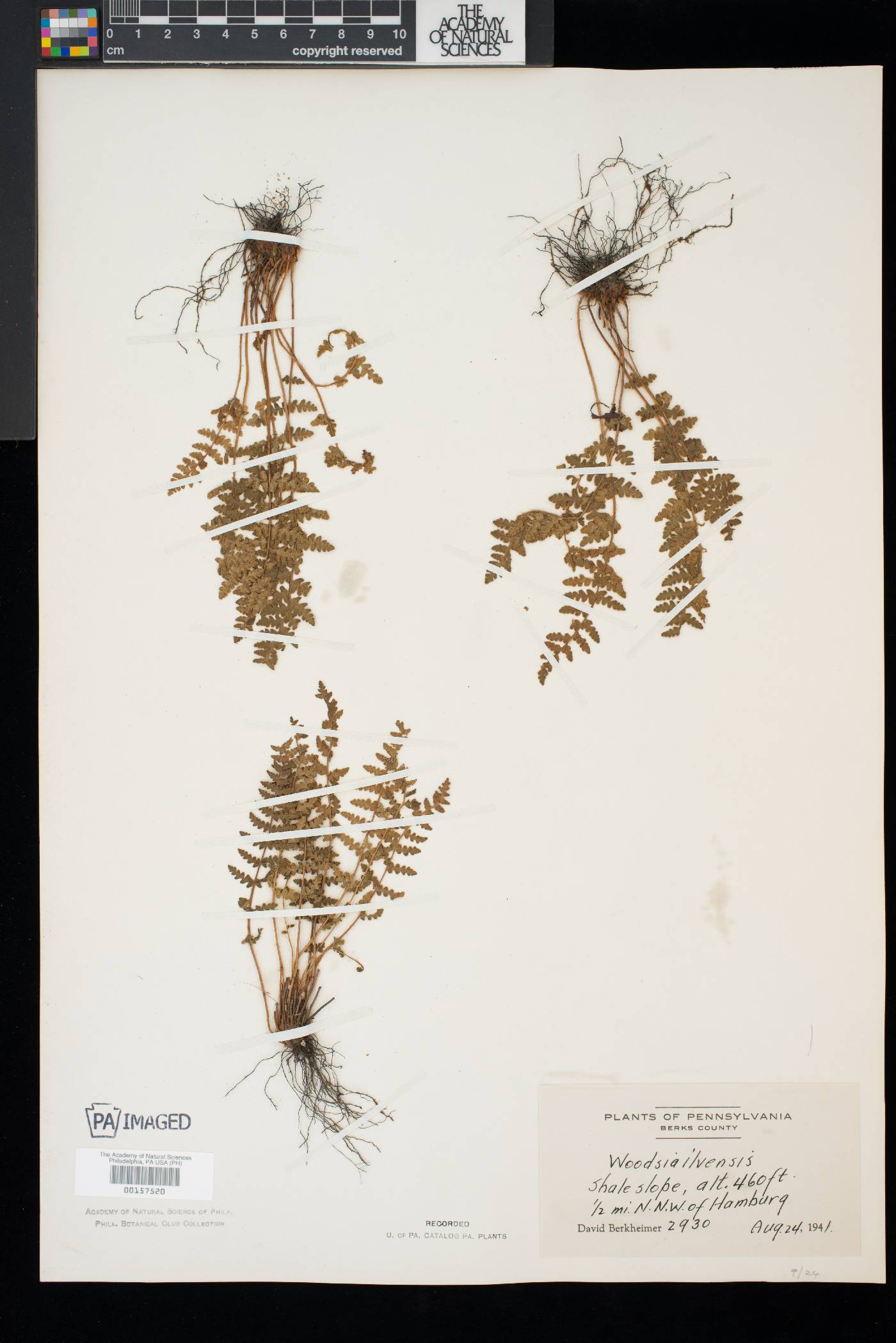 Woodsia ilvensis image