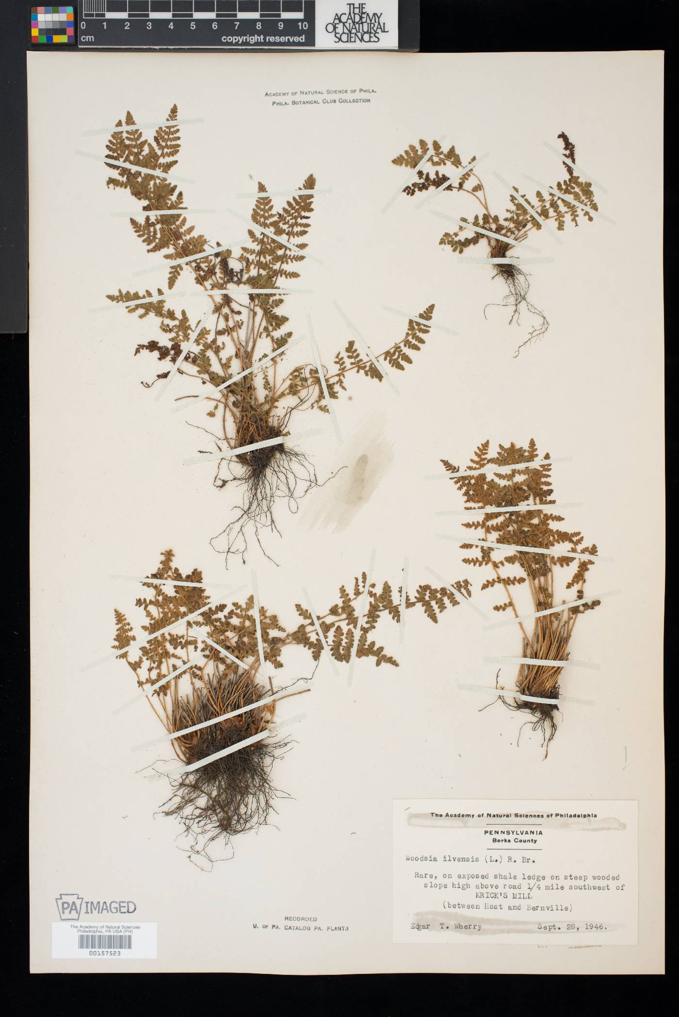 Woodsia ilvensis image