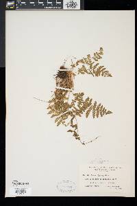 Woodsia obtusa image