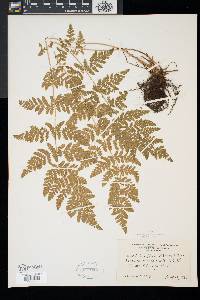 Woodsia obtusa image