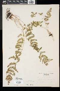 Woodsia obtusa image