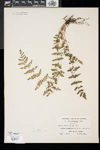 Woodsia obtusa image