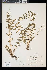 Woodsia obtusa image