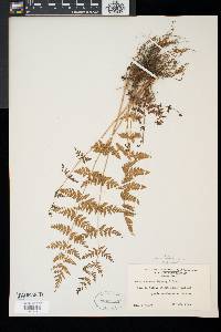 Woodsia obtusa image