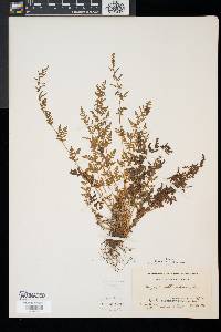 Woodsia obtusa image