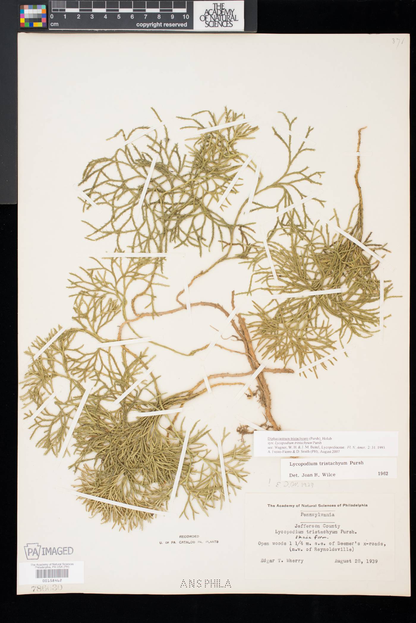 Diphasiastrum tristachyum image