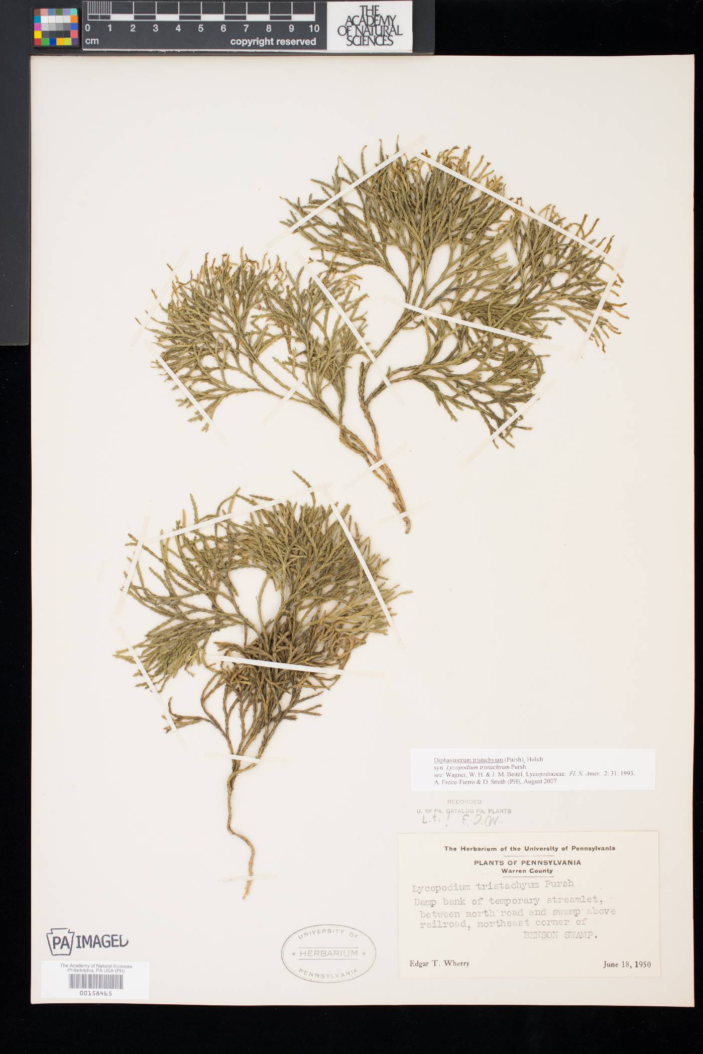 Diphasiastrum tristachyum image