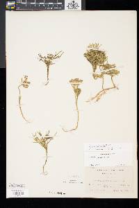 Diphasiastrum tristachyum image