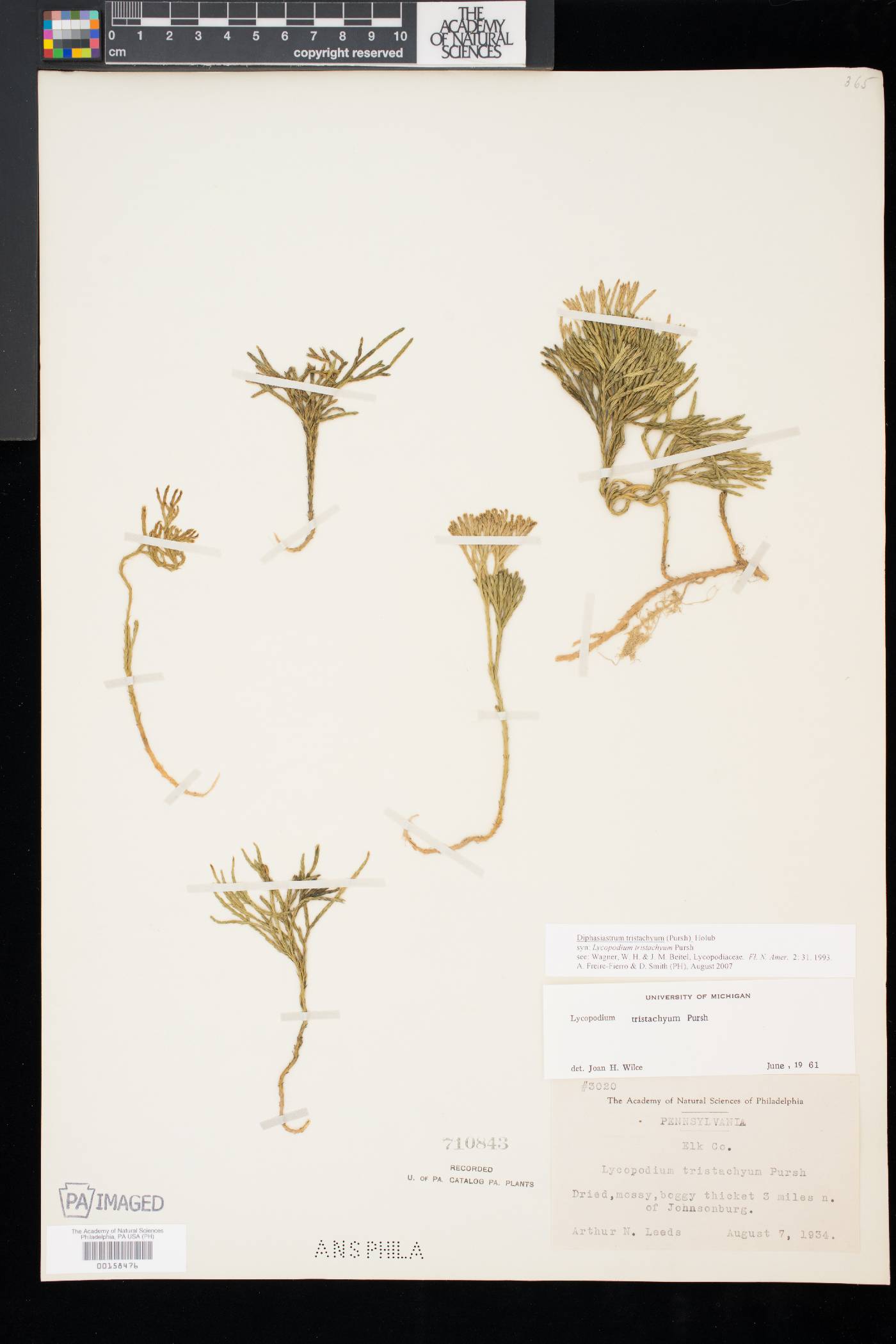 Diphasiastrum tristachyum image