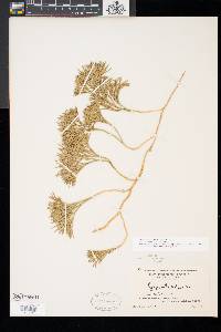 Diphasiastrum tristachyum image