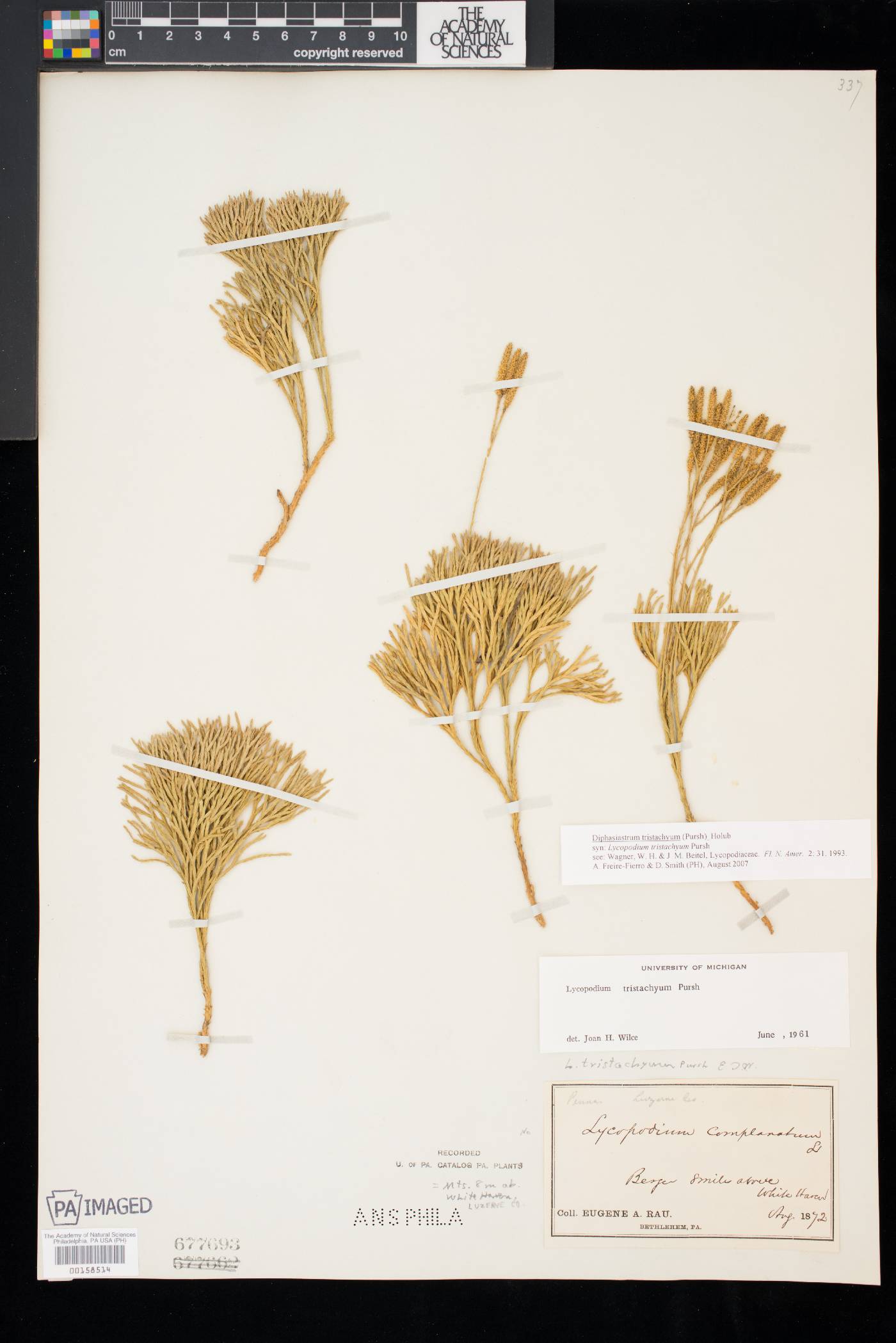 Diphasiastrum tristachyum image