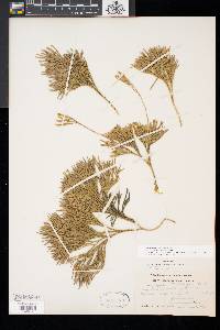 Diphasiastrum tristachyum image