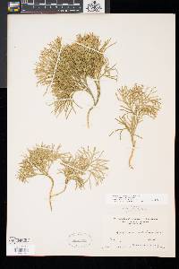 Diphasiastrum tristachyum image