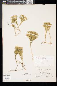 Diphasiastrum tristachyum image