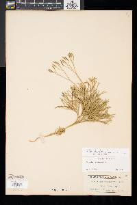 Diphasiastrum tristachyum image